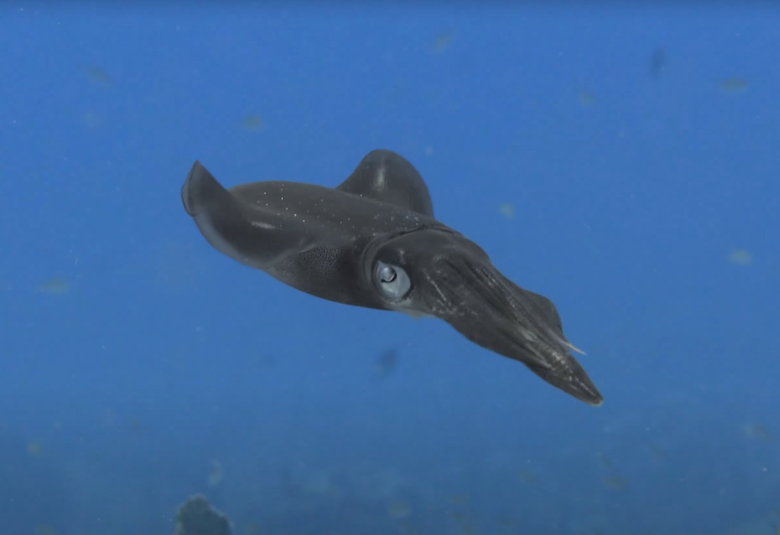 Caribbean Reef Squid (Sepioteuthis sepioidea): The Hypnotic Color Changer